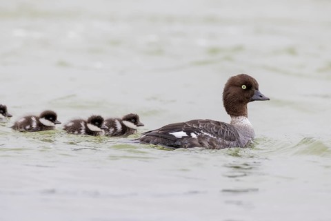Barrow's goldeneye (Bucephala islandica), female with chicks, young birds, Laxa River, Lake Myvatn,