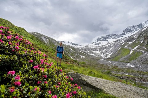 Mountaineers on a hiking trail between blooming alpine roses, view of the Schlegeisgrund valley,