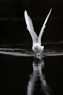 A Black-headed Black-headed Gull at take-off, Lake Kemnader, Ruhr area, North Rhine-Westphalia,
