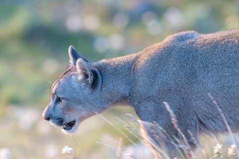 Cougar (Cougar concolor), silver lion, mountain lion, cougar, panther, small cat, morning light,