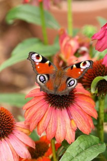 European peacock (Aglais io), on red coneflower (Echinacea paradoxa), Wilden, North
