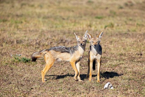 Black-backed jackal (Canis mesomeles) Masai Mara Kenya