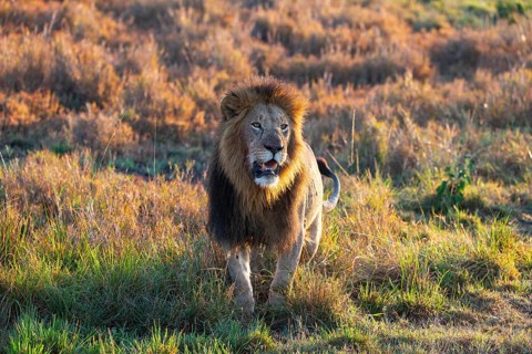 Lion (Panthera leo) Masai Mara Kenya