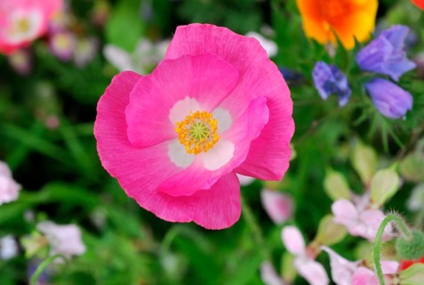 Mallows (Malva), yellow marguerites (Leucanthemum), poppy flowers (Papaver rhoeas),