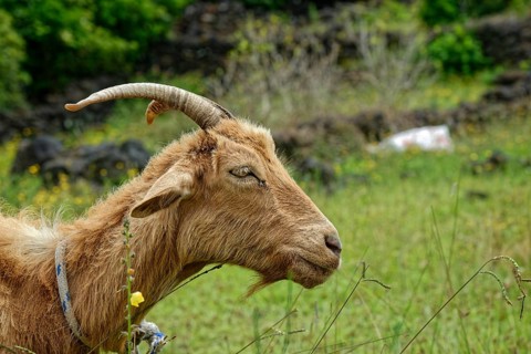 A brown goat with a twisted horn lies relaxed in the green grass, circular path, Santa Luzia, Pico,