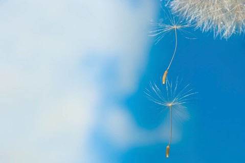 Common dandelion (Taraxacum ruderalia), seed head with seeds on a flying umbrella (pappus) in front