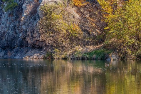 Single spot-billed duck swimming alone in peaceful river next to autumn colored trees on rocky