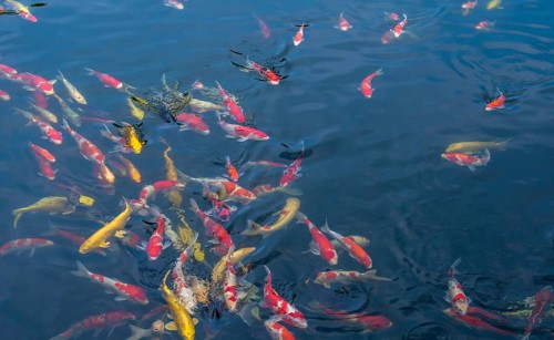 School of Koi swimming together at surface of pond
