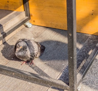 Single pigeon standing under a table with the bottom crossbar visible and the sun casting a shadow