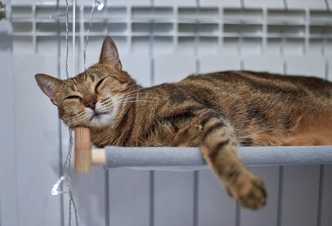 Image of a purebred Bengal cat lying on a hammock attached to a heater. Pet care concept. Mixed