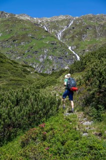 Mountaineer on a hiking trail through mountain pines, Berliner Hoehenweg, Zillertal Alps, Tyrol,