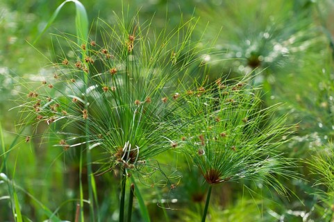 River cruise in the Okavango Delta, reeds, clouds, nature, natural landscape, landscape, nobody,