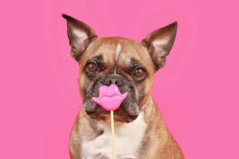 French Bulldog dog with Valentine's Day kiss lips photo prop in front of pink background