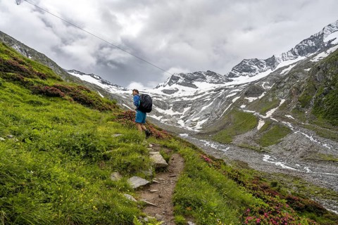 Mountaineers on a hiking trail between blooming alpine roses, view of the Schlegeisgrund valley,