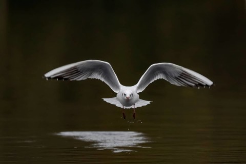 A black-headed gull in flight, Lake Kemnader, Ruhr area, North Rhine-Westphalia, Germany, Europe