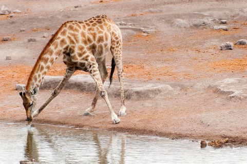 Angolan giraffe (Giraffa giraffa angolensis) drinking at Okaukuejo waterhole in Etosha National