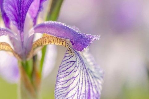 Siberian iris (Iris sibirica) in a wet meadow in the landscape. Bas-Rhin, Alsace, Grand Est,