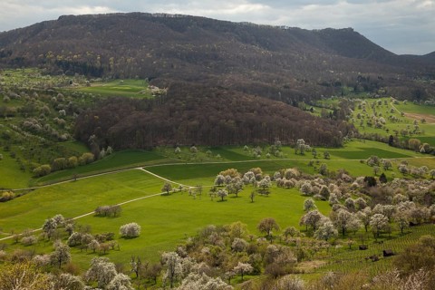 Orchard meadows near Weilheim an der Teck, Swabian Alb. View of the Breitenstein. Cherry blossom,