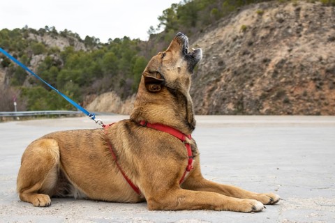 Closeup of a dog sitting howling waiting for its owner