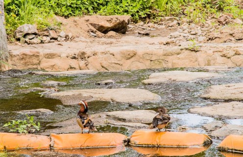 One male and one female mandarin duck on orange sandbags in a small stream in South Korea