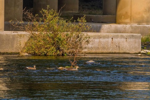 Two spot-billed ducks swimming in shallow water in a flowing river near a bridge pylon with a green