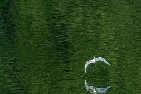 White egret flying gracefully over a lake of water turned green by the reflection of trees on the