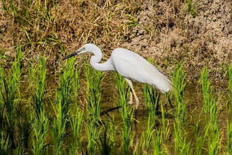 Closeup of adult snowy white egret hunting for food in a rice paddy on a sunny morning in South