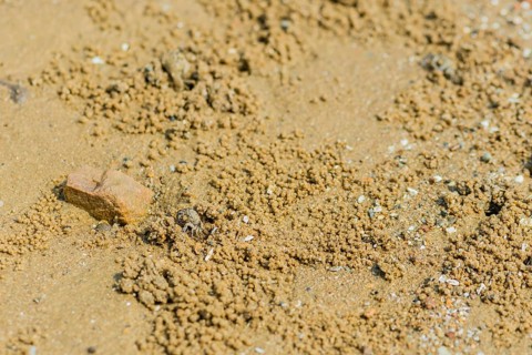 Small sand crab coming out of hole in sandy beach near brown rock