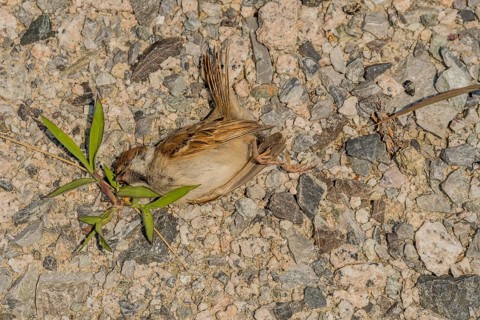 Dead sparrow lying on ground in gravel parking lot