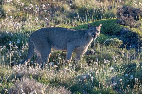 Cougar (Cougar concolor), silver lion, mountain lion, cougar, panther, small cat, Torres del Paine