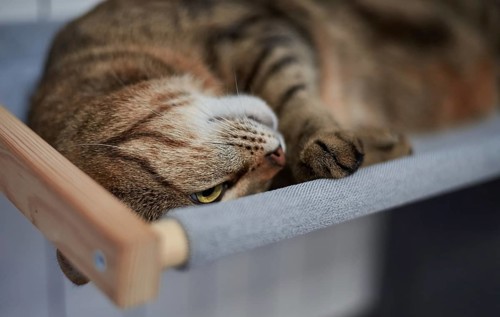 Image of a purebred Bengal cat lying on a hammock attached to a heater. Pet care concept. Mixed