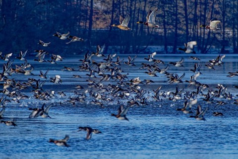 A flock of tufted duck (Aythya fuligula) and mallards (Anas platyrhynchos), take-off from the
