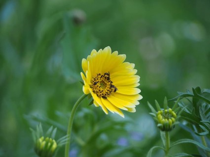 Insects fetching nectar from flower