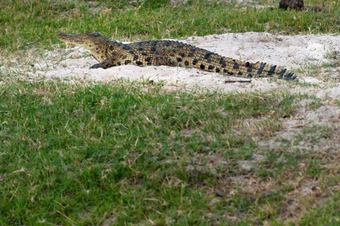 Nile crocodile (Crocodylus niloticus), crocodile, river, safari, travel, wildlife, free-living,