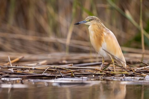 Squacco heron (Ardeola ralloides), at the edge of a reed bed, El Taray wetland, Castilla-La Mancha,