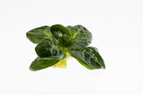 Field salad, studio shots on a white background