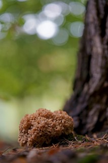 Wood cauliflower fungus (Wood Cauliflower crispa), Hesse, Germany, Europe