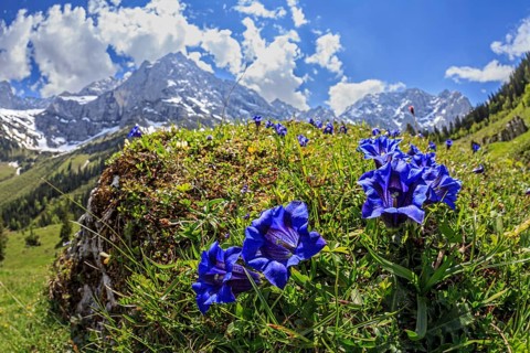 Blue gentian (Gentiana alpina) in front of mountains in backlight, close-up, Engalm, Karwendel