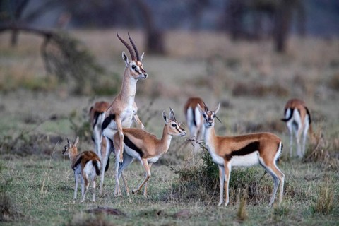 Thomson's gazelle (Gazella thomsoni) Masai Mara Kenya