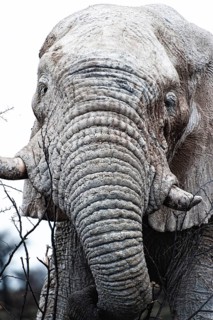 White African elephant (Loxodonta africana) in Etosha National Park, white from salt pan dust,