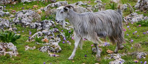 Long-haired grey goat (caprae) standing between stones and greenery, Aradena Gorge, Aradena,