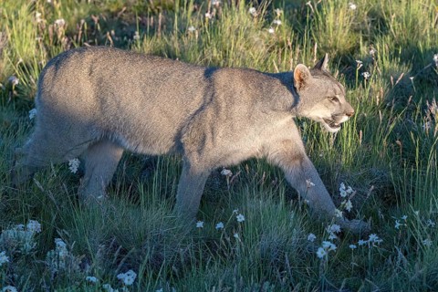 Cougar (Cougar concolor), silver lion, mountain lion, cougar, panther, small cat, Torres del Paine