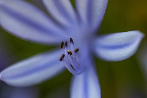 Blue flower of an ornamental lily (Agapanthus), Capolieveri, Elba, Tuscan Archipelago, Tuscany,