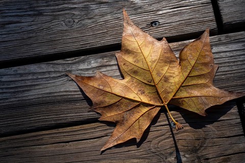Autumn leaf seen from above on a rustic wooden slats background