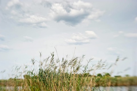 Grasses at the Kwando River in BwaBwata National Park, nature, puristic, blurred, movement, river