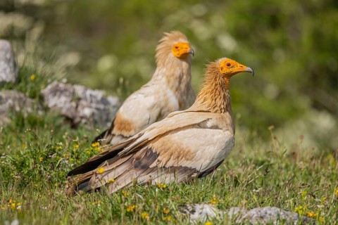 2 Egyptian Vulture (Neophron percnopterus), Castilla y Leon province, Picos de Europa, Spain,