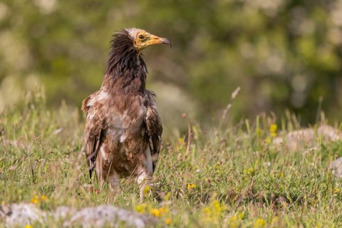 Juvenile Egyptian Vulture (Neophron percnopterus), Castilla y Leon province, Picos de Europa,