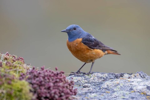 Common rock thrush (Monticola saxatilis), male, Castile-Leon province, Picos de Europa, Spain,