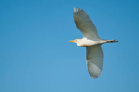 Cattle egret (Bubulcus ibis) flying in the sky, Parc Naturel Regional de Camargue, France, Europe