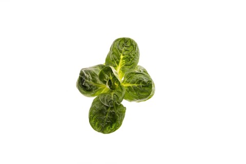 Field salad, studio shots on a white background